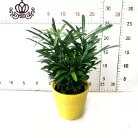 封后罗汉松小盆栽苗小叶雀罗汉松室内外阳台庭院花卉四季常青观叶植物 罗汉松(树脂黄盆)110#1盆 含盆