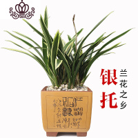 封后臻香银托兰花苗金边墨兰浓香线艺花卉盆栽室内观花植物观叶盆栽 2苗 不含盆