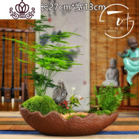 封后小文竹盆景禅意微景观室内茶桌摆件花卉绿植小盆栽四季常青云竹 山丛林(矮生密叶) 带盆栽好