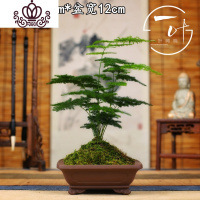 封后小文竹盆景禅意微景观室内茶桌摆件花卉绿植小盆栽四季常青云竹 紫砂云尊(矮生密叶) 带盆栽好