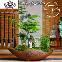 封后小文竹盆景禅意微景观室内茶桌摆件花卉绿植小盆栽四季常青云竹 紫砂长舟(矮生密叶) 带盆栽好