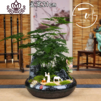 封后小文竹盆景禅意微景观室内茶桌摆件花卉绿植小盆栽四季常青云竹 花色青山雅意(盆景) 带盆栽好