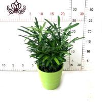 封后罗汉松小盆栽苗小叶雀罗汉松室内外阳台庭院花卉四季常青观叶植物 罗汉松(树脂绿盆)110#1盆 含盆