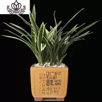 封后臻香银托兰花苗金边墨兰浓香线艺花卉盆栽室内观花植物观叶盆栽 3苗 不含盆