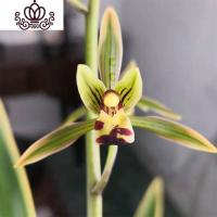 封后臻香银托兰花苗金边墨兰浓香线艺花卉盆栽室内观花植物观叶盆栽 5苗 不含盆