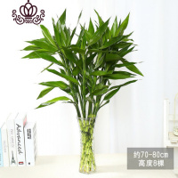 封后室内水培植物富贵竹桌面盆栽竹大叶竹四季常青观音竹好养花卉 富贵竹70-80厘米6颗 不含盆