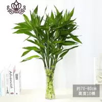 封后室内水培植物富贵竹桌面盆栽竹大叶竹四季常青观音竹好养花卉 富贵竹70-80厘米8棵(店长极力推荐) 含盆