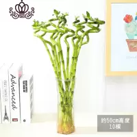 封后室内水培植物富贵竹桌面盆栽竹大叶竹四季常青观音竹好养花卉 竹10颗55厘米高+六角玻璃瓶 含盆