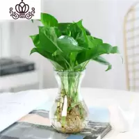 封后室内水培植物富贵竹桌面盆栽竹大叶竹四季常青观音竹好养花卉 绿萝 不含盆