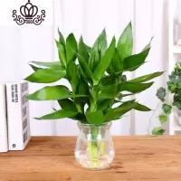 封后室内水培植物富贵竹桌面盆栽竹大叶竹四季常青观音竹好养花卉 观音竹三颗+玻璃瓶 不含盆