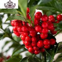 封后富贵籽盆栽带果发货金万两室内盆栽金玉满堂富贵籽盆景耐寒花卉 两盆富贵籽高约45cm--带果子 含盆