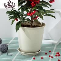 封后富贵籽盆栽带果发货金万两室内盆栽金玉满堂富贵籽盆景耐寒花卉 两盆富贵籽高约65cm--带果子 含盆