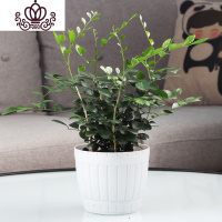 封后苗小盆栽花卉植物室内花绿植四季浓香易活好养盆景摆件 九里香大苗-[白色仿木盆] 带盆栽好