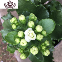 封后重瓣长寿花盆栽植物室内花卉桅子花室内阳台桌面盆栽花卉观花植物 长寿花大苗白色带花苞发货 不含盆