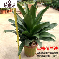 封后金心也铁盆栽巴西铁室内大型客厅办公花卉植物香龙血树观叶绿植 单株荷兰铁260#1盆 含盆