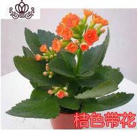 封后重瓣长寿花盆栽植物室内花卉桅子花室内阳台桌面盆栽花卉观花植物 长寿花桔色大苗带花包 不含盆