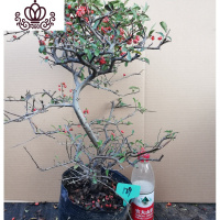 封后火棘吉祥果盆景树桩四季常绿观花观果盆栽室内外带果发货年宵花卉 其他颜色精品火棘129 不含盆