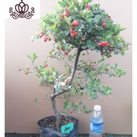 封后火棘吉祥果盆景树桩四季常绿观花观果盆栽室内外带果发货年宵花卉 军绿色精品火棘100 不含盆