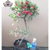 封后火棘吉祥果盆景树桩四季常绿观花观果盆栽室内外带果发货年宵花卉 天蓝色精品火棘107 不含盆