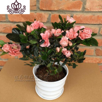 封后杜鹃花盆栽花卉四季开花比利时杜鹃花植物室内客厅阳台植物带花苞 新品种水粉色杜鹃花带花 含盆