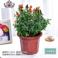 封后石榴盆栽室内阳台种植四季开花观赏小石榴庭院花卉重瓣花石榴树苗 番石榴(230原盆) 带盆栽好