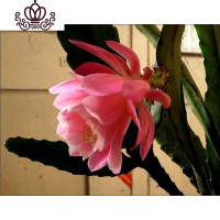 封后花卉室内绿植仙人多肉植物粉色令箭荷花苗盆栽 叶片插苗 带根发货 粉色10-15厘米左右 不含盆