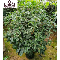 封后桂花树苗盆栽客厅庭院四季开花浓香型盆景室内外绿植花卉好养的花 八年苗高约1米 不含盆