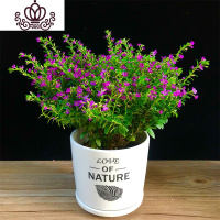 封后满天星盆栽开花植物室内阳台花卉带花苞观花植物桌面绿植四季常青 满天星+OVE纯白盆 带盆栽好