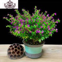 封后满天星盆栽开花植物室内阳台花卉带花苞观花植物桌面绿植四季常青 满天星+兰瓷釉 带盆栽好