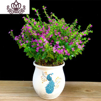 封后满天星盆栽开花植物室内阳台花卉带花苞观花植物桌面绿植四季常青 满天星+孔雀开屏(大) 带盆栽好
