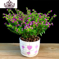 封后满天星盆栽开花植物室内阳台花卉带花苞观花植物桌面绿植四季常青 满天星+心心相印 带盆栽好