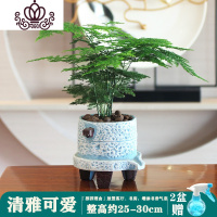 封后文竹盆栽植物室内花卉办公室桌面绿植好养四季常青景观竹子小盆景 文竹石磨 含盆