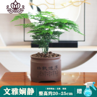 封后文竹盆栽植物室内花卉办公室桌面绿植好养四季常青景观竹子小盆景 文竹紫砂盆 含盆