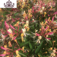 封后耐寒金银花树苗盆栽鸳鸯藤室内浓香花卉阳台庭院四季常青爬藤植物 3年小苗 不含盆