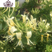 封后耐寒金银花树苗盆栽鸳鸯藤室内浓香花卉阳台庭院四季常青爬藤植物 推荐/黄白金银花4年苗 不含盆