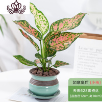 封后彩花盆栽水培植物室内花卉办公室绿植水养四季好养 吉利红如意皇后+天青628陶瓷盆+底托 带盆栽好