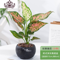 封后彩花盆栽水培植物室内花卉办公室绿植水养四季好养 吉利红如意皇后+欧式深灰陶瓷盆 带盆栽好