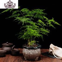 封后文竹盆栽迷你矮生小盆景室内客厅四季长青大文竹水培小苗花卉绿植 浮雕花盆系列8陶瓷盆+中苗文竹 含盆