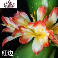 封后君子兰盆栽小花苗开花植物四季室内好养花卉绿植客厅办公桌面盆景 红边君子兰[6-8叶] 带盆栽好