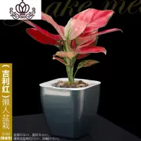 封后如意皇后花盆栽水培植物四季吉利红办公室室内桌面花卉绿植万年红 吉利红G103银灰色 带盆栽好