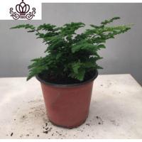 封后云竹盆景文竹盆栽苗竹子四季常青小绿植办公室内桌面花卉水培植物 云竹2年苗 不含盆