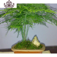 封后云竹盆景文竹盆栽苗竹子四季常青小绿植办公室内桌面花卉水培植物 大文竹38CM高 不含盆