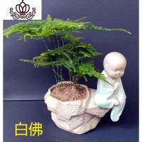 封后云竹盆景文竹盆栽苗竹子四季常青小绿植办公室内桌面花卉水培植物 文竹18CM高 不含盆