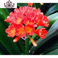 封后精品君子兰盆栽花苗室内花卉植物办公室圆头和尚带花苞四季开花苗 大红5-8叶买3送1 不含盆