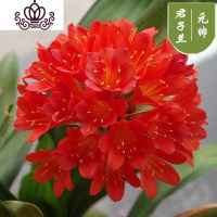 封后精品君子兰盆栽花苗室内花卉植物办公室圆头和尚带花苞四季开花苗 大红色8-10叶买3送1 不含盆