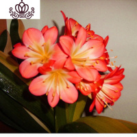 封后精品君子兰盆栽花苗室内花卉植物办公室圆头和尚带花苞四季开花苗 小黄心5-8叶买3送1 不含盆