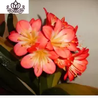 封后精品君子兰盆栽花苗室内花卉植物办公室圆头和尚带花苞四季开花苗 小黄心5-8叶买3送1 不含盆