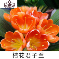 封后精品君子兰盆栽花苗室内花卉植物办公室圆头和尚带花苞四季开花苗 橘色8-10叶买3送1 不含盆