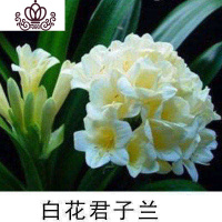 封后精品君子兰盆栽花苗室内花卉植物办公室圆头和尚带花苞四季开花苗 白色8-10叶买3送1 不含盆