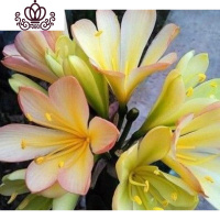 封后精品君子兰盆栽花苗室内花卉植物办公室圆头和尚带花苞四季开花苗 粉芙蓉5-8叶买3送1 不含盆